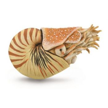 Figurina pictata manual Nautilus Pompilius