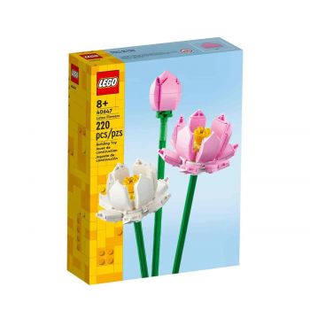 Lotus flowers 40647