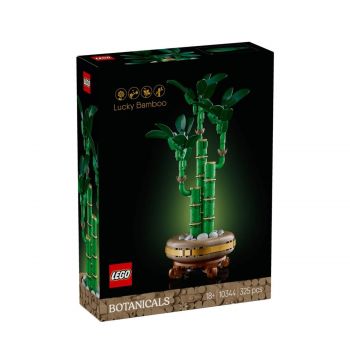 Lucky bamboo 10344